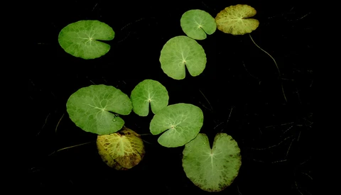 Lily pads with round green leaves and thin stems floating against a dark water background.
