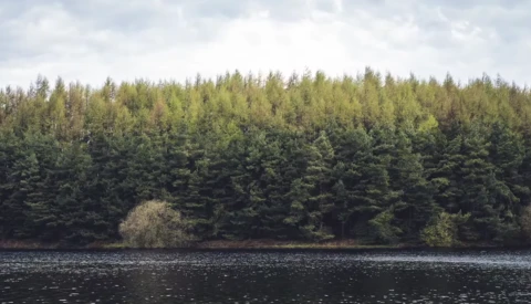 Dense coniferous forest reflected in still dark water under cloudy sky.