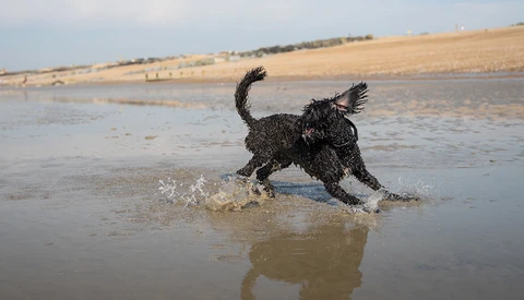 Dark-coated dog running through shallow water on a beach with tail raised.