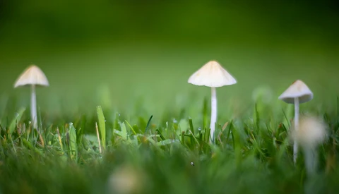 Three delicate mushrooms with pale caps emerging from green moss and grass with shallow depth of field.
