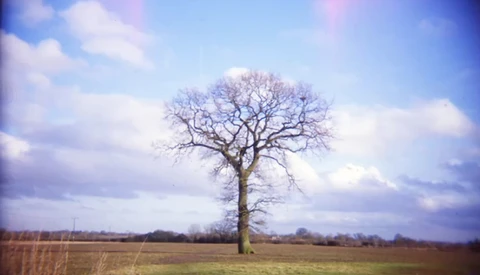 Bare deciduous tree standing alone in an open field under a partly cloudy sky.