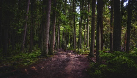 Forest path lined with tall conifers, dappled sunlight filtering through canopy onto reddish-brown forest floor.