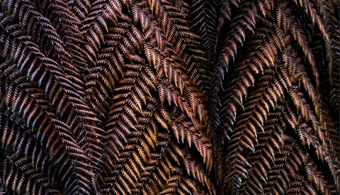 Close-up of feathered plumage with intricate herringbone patterns in warm browns and golden tones.