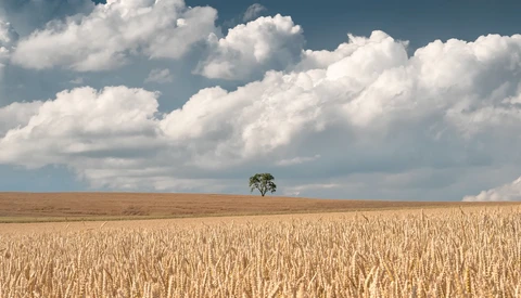Solitary tree standing in a vast golden grain field under a bright blue sky with white cumulus clouds.