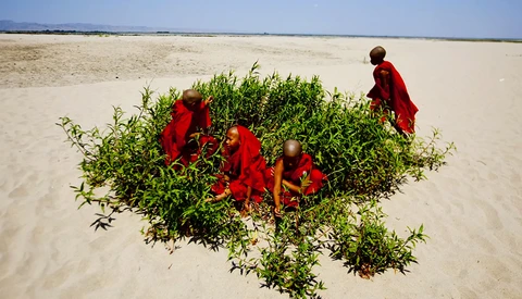 Buddhist monks in red robes gathered around green vegetation on a vast sandy beach.