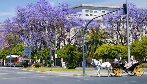 Horse-drawn carriage on tree-lined urban street with purple flowering jacaranda trees.