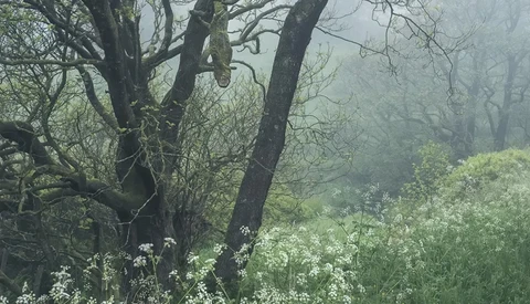 Gnarled trees with bare branches in misty woodland, white wildflowers blooming in foreground.
