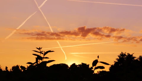 Silhouetted trees and plants against a golden sunset sky with contrails overhead.