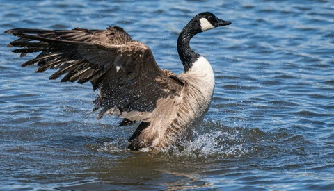 Canada goose taking off from water with wings spread wide, splashing through shallow water.