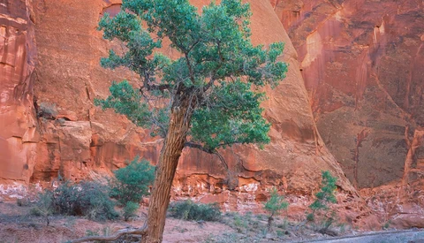 Vibrant green tree standing against towering rust-colored canyon walls in desert landscape.