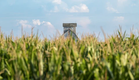Wooden grain elevator rising above a mature cornfield under partly cloudy sky.