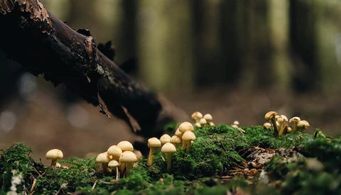 Tiny pale mushrooms clustered on moss-covered ground beside a dark fallen branch.