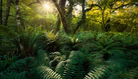Sunlight filters through towering trees over a dense fern-covered forest floor.