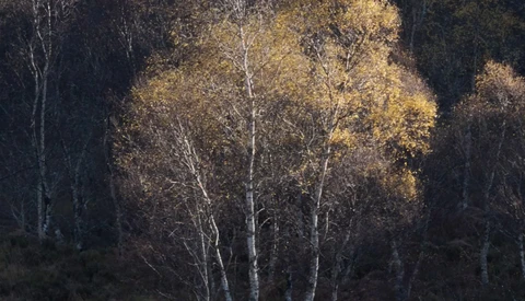 Birch trees with golden foliage backlit among darker evergreen forest in autumn light.