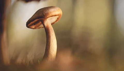 Delicate mushroom with thin pale stem and dark brown umbrella-shaped cap backlit by warm golden light.