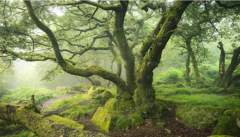 Ancient moss-covered trees with gnarled branches in a misty forest clearing.