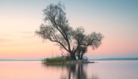 Solitary gnarled tree with sparse foliage standing in still water at sunrise or sunset.