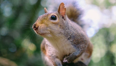 Close-up portrait of a fox squirrel looking directly at camera with alert expression.