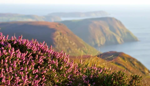 Pink flowering heather in sharp focus with coastal cliffs and sea blurred in the background.