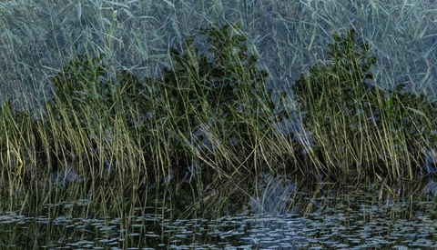 Dense marsh grasses and reeds growing along shallow water, with layered vegetation creating depth.