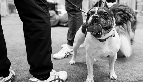 Black and white Boston Terrier on leash with bared teeth, flanked by people in formal attire on a street.