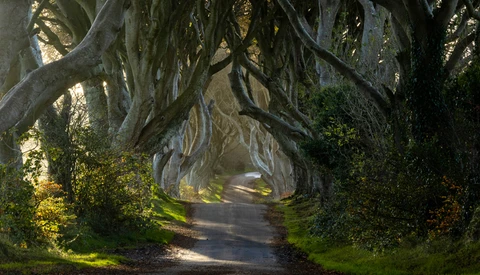 Tree-lined rural lane with gnarled beech trees creating a natural tunnel over the road.