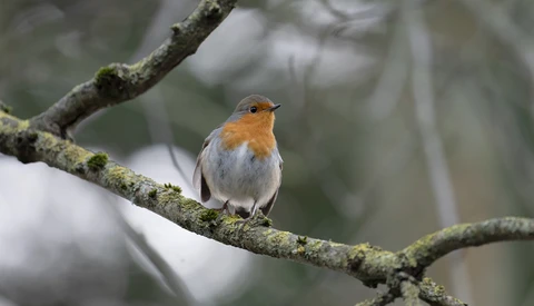 Robin perched on a moss-covered branch in soft, overcast light.