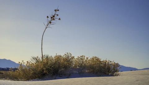 Solitary yucca plant with tall flowering stem in white desert sand beneath clear sky.