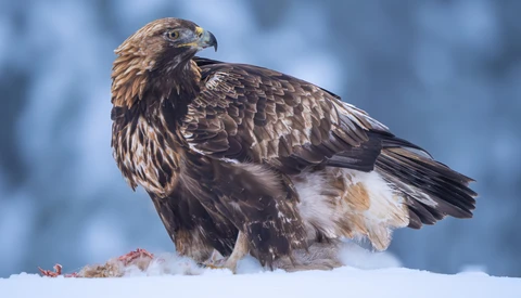Golden eagle perched in snow with a kill, photographed in profile against a soft blue background.