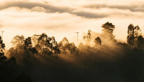 Forest landscape shrouded in golden mist and fog at sunrise or sunset, with silhouetted trees and a utility pole emerging from the haze.