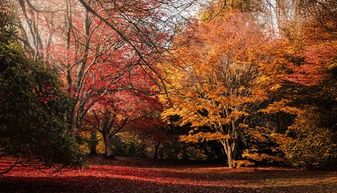 Autumn forest scene with vibrant red and golden foliage canopy and rust-colored leaf-covered ground.