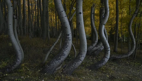Twisted birch tree trunks in a dense forest with golden autumn foliage in the background.