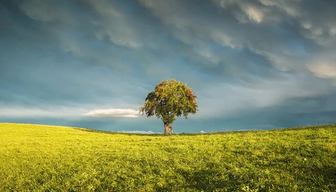 Solitary tree standing in a vast yellow-green field under dramatic cloudy sky.