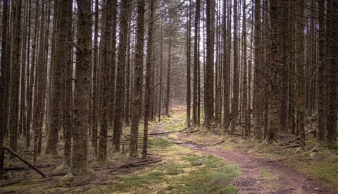 Straight forest path lined with tall coniferous trees and moss-covered ground.