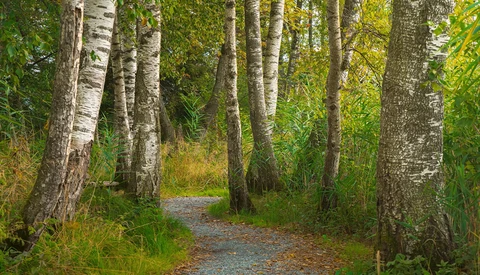 A gravel path recedes between tall birch trees with white bark in a forested setting during autumn.