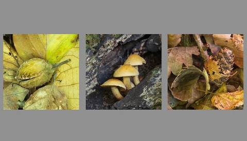 Three photographs of mushrooms and fungi growing in natural settings with autumn foliage.