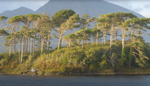 Tall coniferous trees line a shoreline with a mountain rising in the misty background.