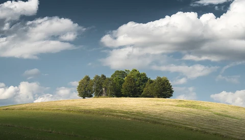 Cluster of trees on a rolling green hillside against a blue sky with white clouds.