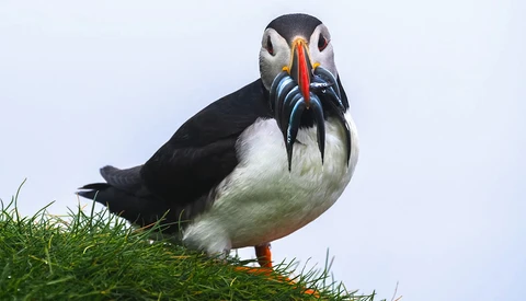 Puffin perched on grassy slope holding small fish in its beak.
