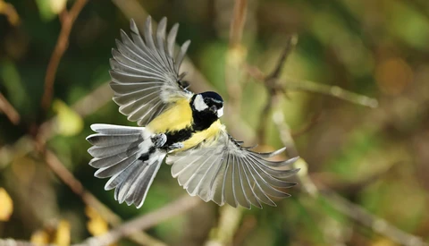 Great tit in flight with wings spread, showing black and white head markings and yellow underparts against blurred green foliage.