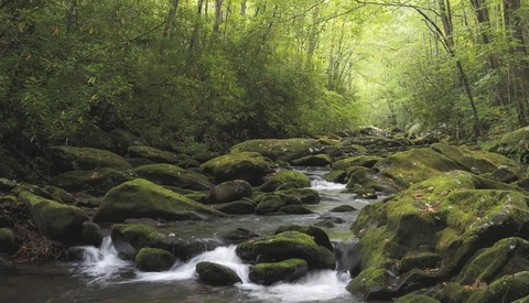 Moss-covered rocks and flowing stream beneath a dense forest canopy with dappled sunlight.