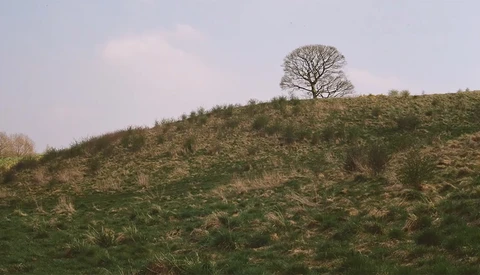 Solitary bare tree on a hillside with sparse vegetation under overcast sky.