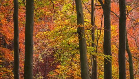 Autumn forest with tall dark tree trunks framing vibrant orange and yellow foliage.
