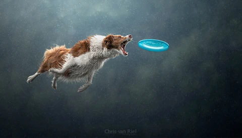 Brown and white dog mid-leap chasing a glowing blue frisbee against a dark, textured background.