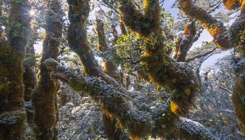 Moss-covered tree trunks with golden lichen in dappled forest sunlight.