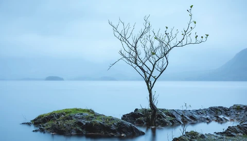 Solitary bare tree growing from rocks in still blue water at dusk.