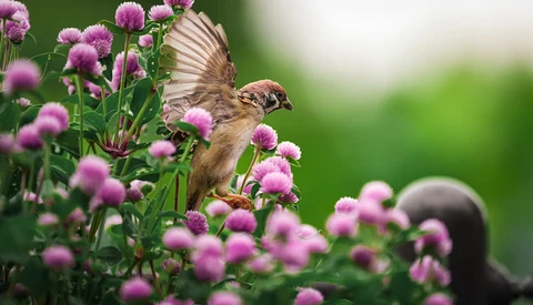 Brown bird with wings spread perched among pink thistle flowers against blurred green background.