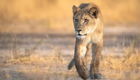 Young lion walking toward camera across arid grassland in golden light.