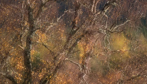 Abstracted texture of rust, weathered metal, and organic decay with warm brown and golden tones.