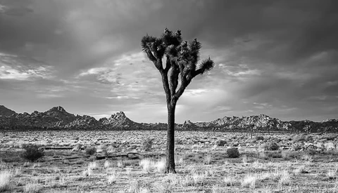 Solitary Joshua tree standing in vast desert landscape with mountains on horizon under dramatic cloudy sky.